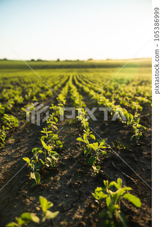 Soy beans planted on fertile soil. Vegetable garden, agriculture, rural, business. Rows of soy plants on an agricultural plantation. Selective focus. 105386999