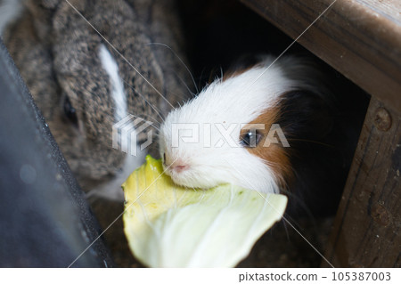 A guinea pig eating delicious food ① A guinea pig eating delicious food ① 105387003