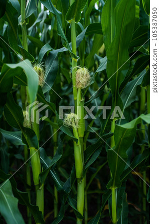 Unripe corn cobs growing on a maize plantation Corn planting field or cornfield. Stalks of tall green unripe corn with a unripe corn. Agriculture. 105387050