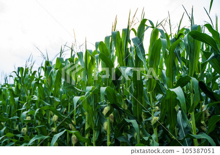 Unripe corn growing on a maize plantation. Corn planting field or cornfield. Stalks of tall green unripe corn with a unripe corn. Agriculture. Unripe corn growing on a maize plantation. Corn planting field or cornfield. Stalks of tall green unripe corn with a unripe corn. Agriculture. 105387051