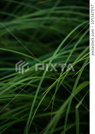 Green grass texture from a field. Herb, herbaceous background, beautiful herbal texture. Close-up, selective focus. Green grass texture from a field. Herb, herbaceous background, beautiful herbal texture. Close-up, selective focus. 105387057