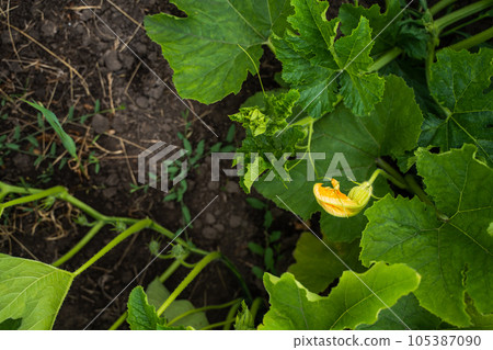 Close-up of yellow orange flower of a green pumpkin before flowering with vines and leaves on the field. Agriculture. Shallow depth of field. Focus on flower and leaf. Close-up of yellow orange flower of a green pumpkin before flowering with vines and leaves on the field. Agriculture. Shallow depth of field. Focus on flower and leaf. 105387090
