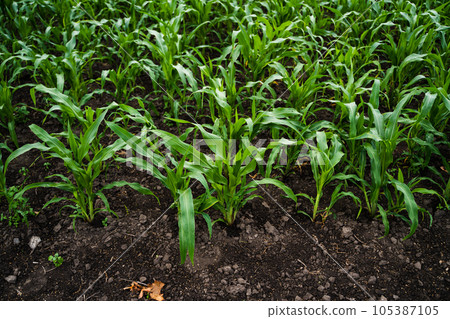 Young corn seedling in the agricultural plantation. Cultivated fields. Agriculture. 105387105
