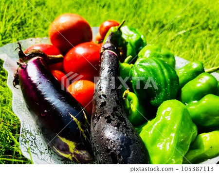 Tomato green pepper eggplant 105387113