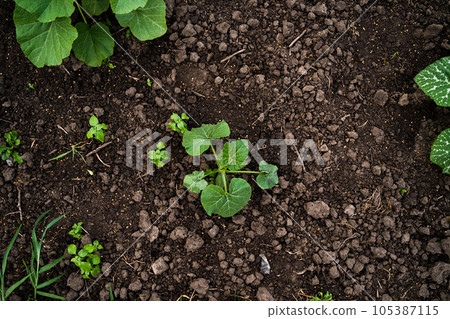 Pumpkin tiny sprout planted in the garden, field. Squash seedling planted in the soil on the field. Agriculture, plant, close-up view. Pumpkin tiny sprout planted in the garden, field. Squash seedling planted in the soil on the field. Agriculture, plant, close-up view. 105387115
