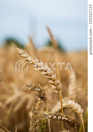 Wheat filed rural scene. Ripening ears of wheat. Nature harvest. Wheat field natural product. Rich harvest concept. Agriculture. 105387123