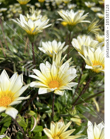 在雜色菊屬植物的白花 在雜色菊屬植物的白花 105387128