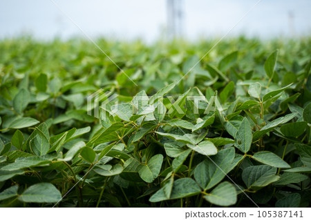 Soy plantation. Green young soybean plants growing in a soil on agricultural field. Soy plantation. Green young soybean plants growing in a soil on agricultural field. 105387141