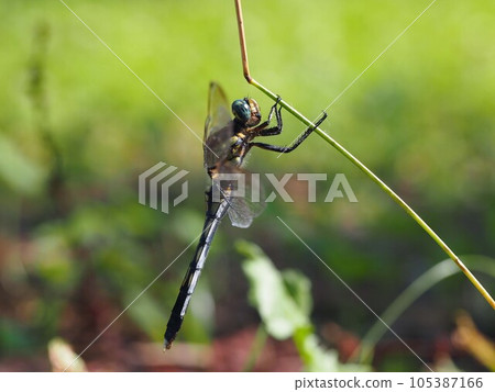 A profile of a barnacle dragonfly perched with its wings spread (a female white-tailed dragonfly perched on a grass stem) A profile of a barnacle dragonfly perched with its wings spread (a female white-tailed dragonfly perched on a grass stem) 105387166