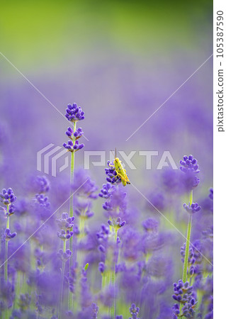 grasshopper and lavender field 105387590