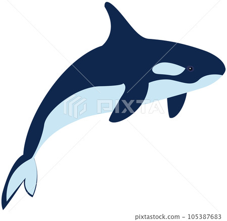 Large predatory black and white killer whale. Grampus, wild animal, dangerous ocean mammal 105387683