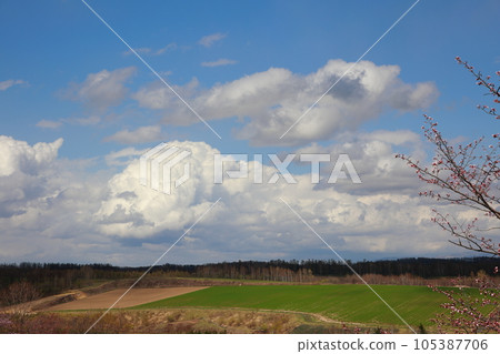 Cherry blossoms blooming on the hills of Biei, Hokkaido 105387706