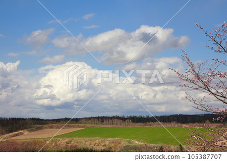 北海道美瑛山上盛開的櫻花 105387707