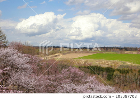 Cherry blossoms blooming on the hills of Biei, Hokkaido 105387708