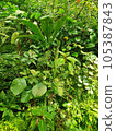 Fresh plant natural background 105387843