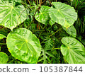 Fresh plant natural background 105387844