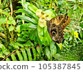 Caligo Memnon giant butterfly on flower 105387845