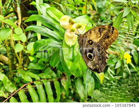 Caligo Memnon giant butterfly on flower Caligo Memnon giant butterfly on flower 105387845