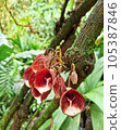 Aristolochia Arborea plant 105387846