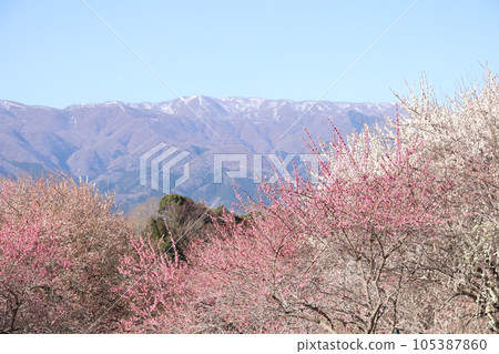 Suzuka Peak and Plum Grove Suzuka Peak and Plum Grove 105387860