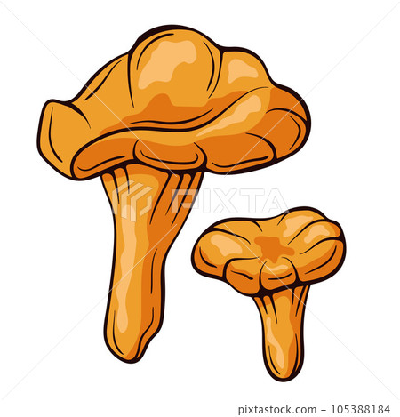 Chanterelle mushrooms colorful in cartoon style. Food drawing sketch hand drawn. Vector illustration isolated on a white background. Chanterelle mushrooms colorful in cartoon style. Food drawing sketch hand drawn. Vector illustration isolated on a white background. 105388184