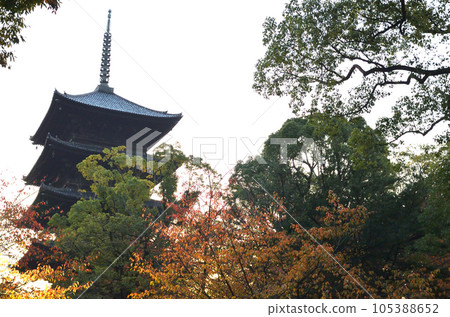 Five-storied pagoda of Toji Temple and colored leaves 105388652