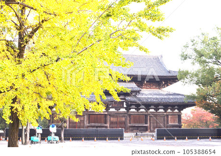 Toji Temple colored with yellow leaves 105388654