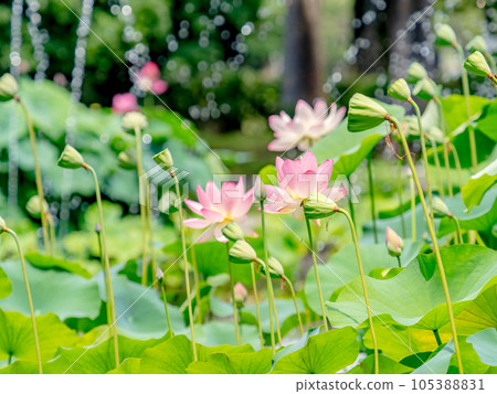 夏日晨景：初升的太陽照耀著美麗的荷花和噴泉 105388831