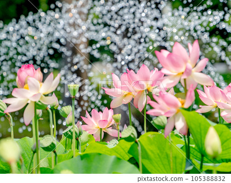 夏日晨景:初升的太陽照耀著美麗的荷花和噴泉 夏日晨景:初升的太陽照耀著美麗的荷花和噴泉 105388832