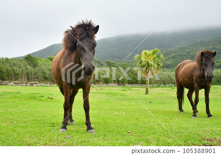 棲息於鹿兒島縣吐噶喇群島的日本原產稀有吐噶喇馬。 棲息於鹿兒島縣吐噶喇群島的日本原產稀有吐噶喇馬。 105388901