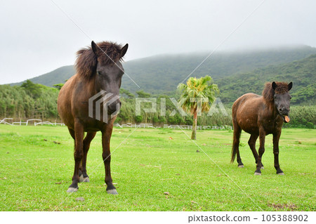 棲息於鹿兒島縣吐噶喇群島的日本原產稀有吐噶喇馬。 棲息於鹿兒島縣吐噶喇群島的日本原產稀有吐噶喇馬。 105388902