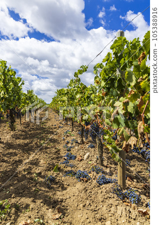 Reduction of ripening grapes to produce highest quality wines in Bordeaux, France Reduction of ripening grapes to produce highest quality wines in Bordeaux, France 105388916