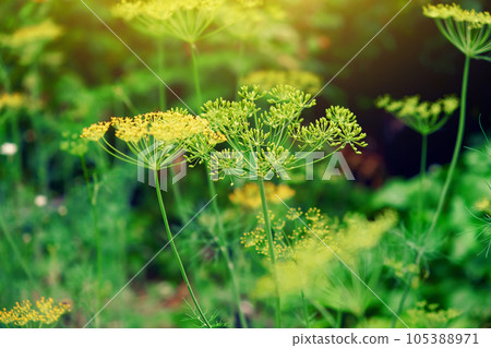 Fresh dill. Anethum graveolens growing on the 105388971