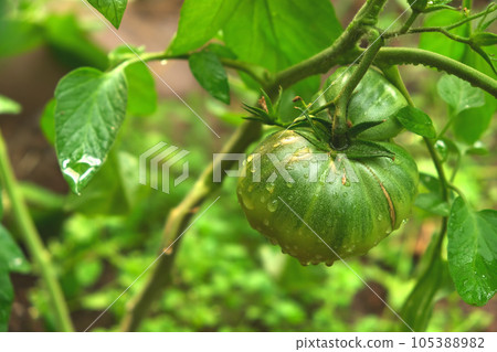 Beautiful red and green tomatoes grown in a 105388982