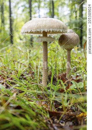 High Bedle (Macrolepiota procera) in the autumn forest, White Carpathians, Southern Moravia, Czech Republic 105389024