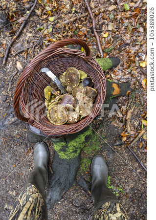 Traditional mushroom picking in forests of Czech Republic Traditional mushroom picking in forests of Czech Republic 105389026