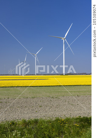 wind turbines with yellow tulip field in Northern Holland, Netherlands wind turbines with yellow tulip field in Northern Holland, Netherlands 105389074
