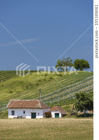 Traditional wine cellars street in Diepolz near Mailberg, Lower Austria, Austria 105389081