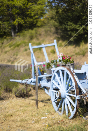 blue wooden cart with lavenders blue wooden cart with lavenders 105389083