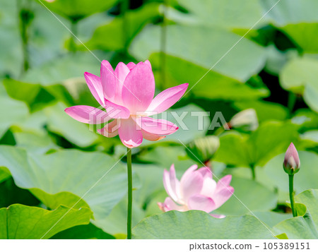 Beautiful flowers in early summer, gorgeous and beautiful lotus flowers Beautiful flowers in early summer, gorgeous and beautiful lotus flowers 105389151