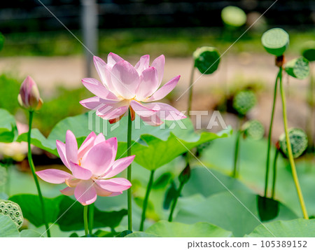 Beautiful flowers in early summer, gorgeous and beautiful lotus flowers 105389152
