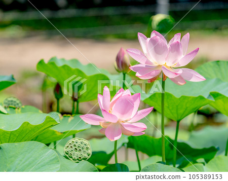 Beautiful flowers in early summer, gorgeous and beautiful lotus flowers 105389153