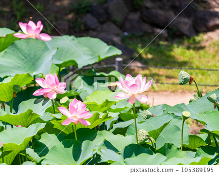 初夏美麗的花朵，艷麗美麗的荷花 105389195