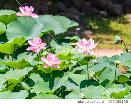 初夏美麗的花朵，艷麗美麗的荷花 105389196