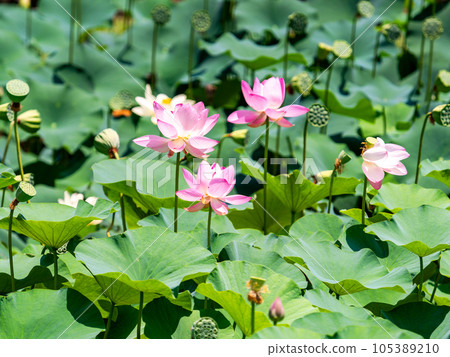 Beautiful flowers in early summer, gorgeous and beautiful lotus flowers Beautiful flowers in early summer, gorgeous and beautiful lotus flowers 105389210