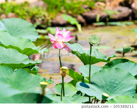 Beautiful flowers in early summer, gorgeous and beautiful lotus flowers 105389211