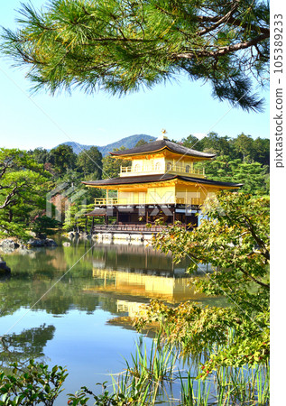 Kinkakuji reflected in the pond Kinkakuji reflected in the pond 105389233