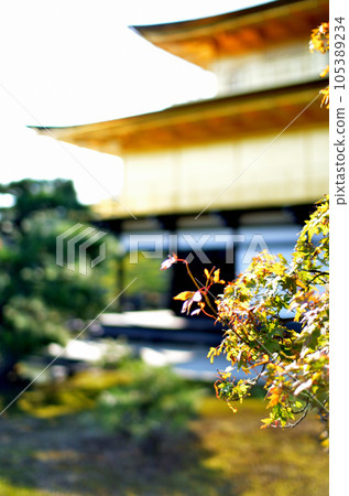 Beautiful background Kinkakuji and autumn leaves Beautiful background Kinkakuji and autumn leaves 105389234