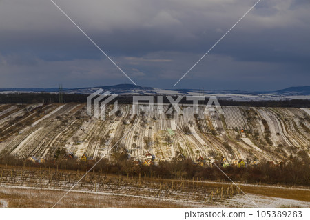 Winter vineyard near Mutenice, Southern Moravia, Czech Republic 105389283