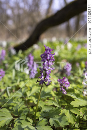Hollow smokestack (Corydalis cava), spring forest, Southern Moravia, Czech Republic 105389284
